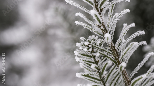 Branches covered with ice. Winter background