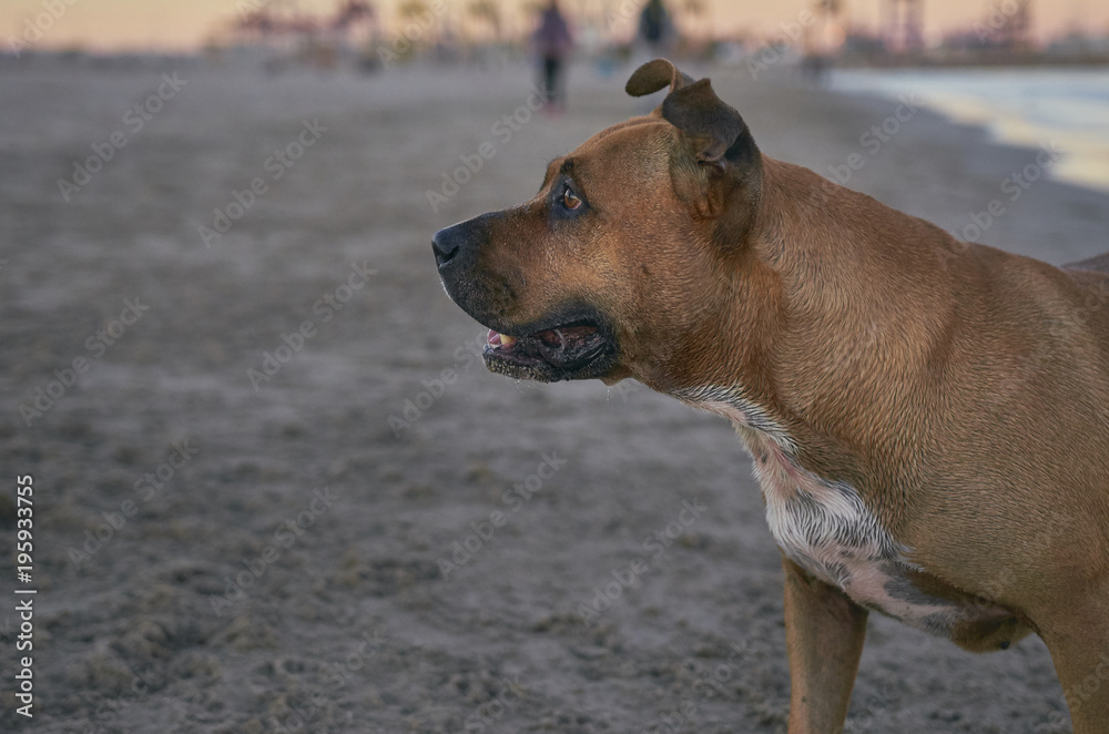 American Staffordshire terrier dog on the beach at sunset