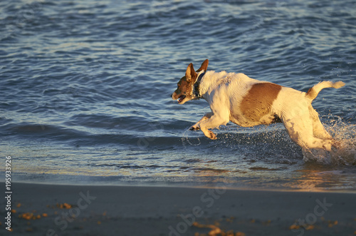 Mongrell dog, Podenco, Jack Russel terrier running on a beach