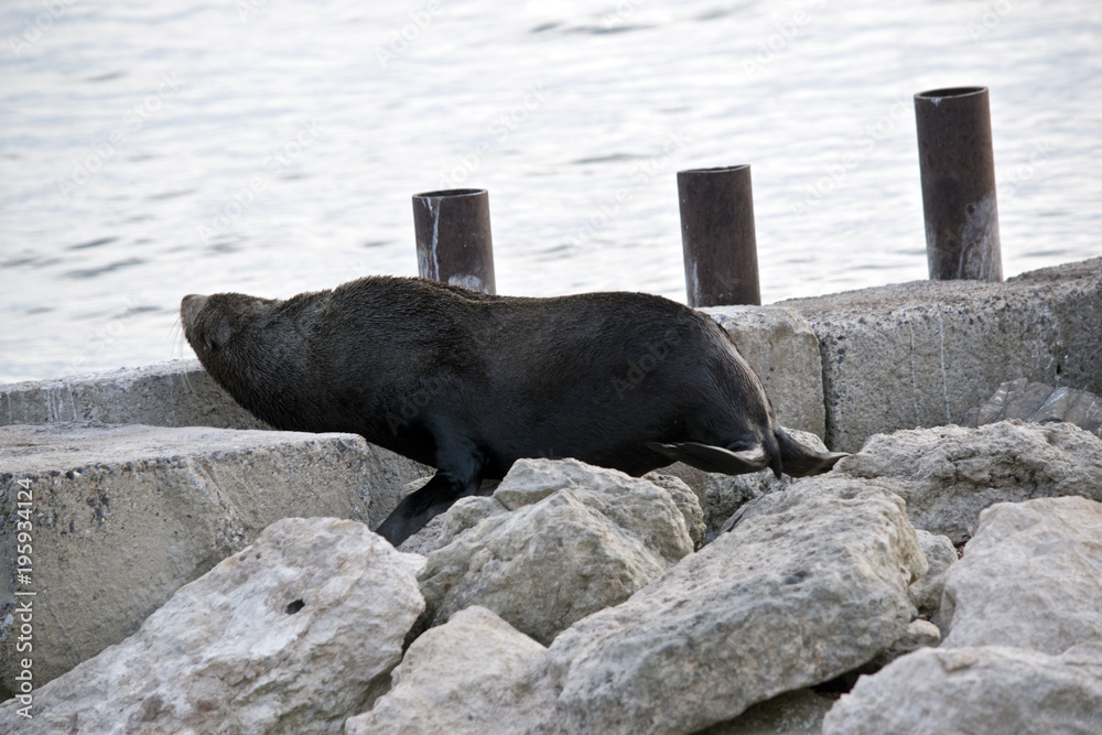 Fototapeta premium Australijskie foki