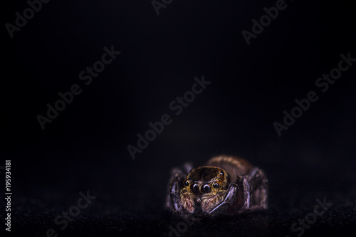 Macro on common tropical house spider straignt on frontal view with reflection in eyes