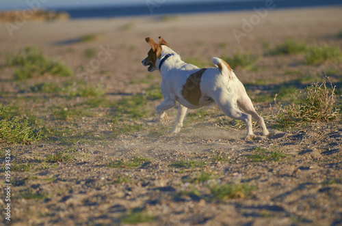 Mongrell dog, Podenco, Jack Russel terrier running on a beach