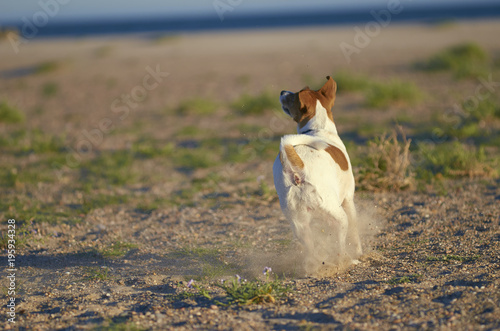 Mongrell dog, Podenco, Jack Russel terrier running on a beach