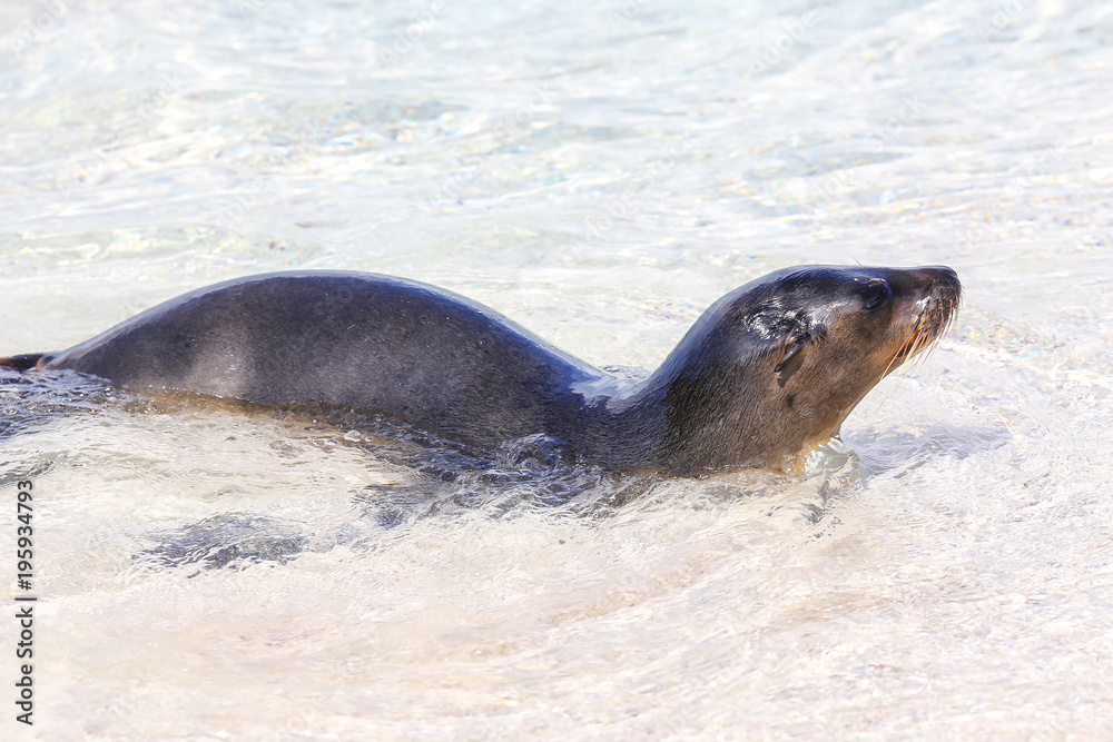 Fototapeta premium Galapagos sea lion playing in water on Espanola Island, Galapagos National park, Ecuador