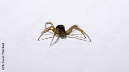 little light brown home spider on a white background