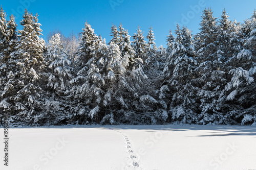 A dreamy forest in Maine covered in snow. 