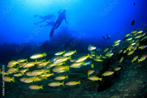Scuba diving on coral reef with fish