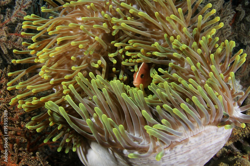 Clownfish anemonefish. Fish on underwater coral reef