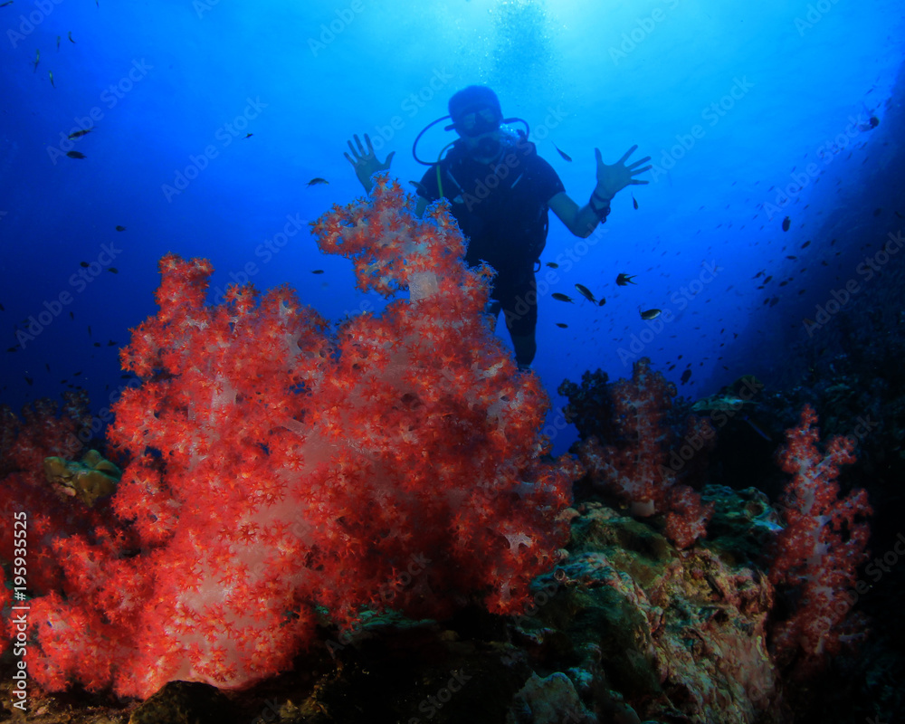 custom made wallpaper toronto digitalScuba divers explore coral reef and fish