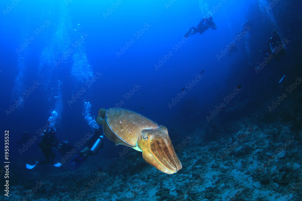 Obraz premium Scuba divers explore coral reef and fish