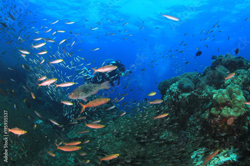 Scuba divers explore coral reef and fish © Richard Carey
