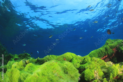 Fototapeta Naklejka Na Ścianę i Meble -  Green algae blue ocean