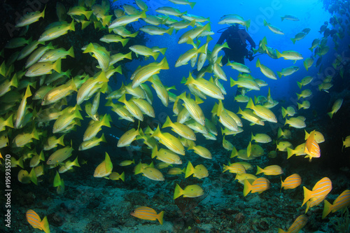 Scuba divers explore coral reef and fish