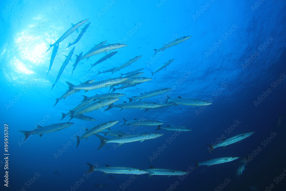 Fototapeta premium Barracuda fish in ocean