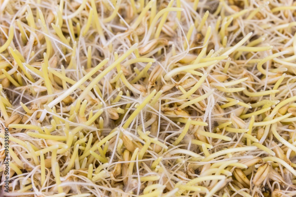 Whole wheat and whole oats sprouts. Raw, vegan, vegetarian healthy food concept. Whole wheat and whole oats sprouts. Raw, vegan, vegetarian healthy food concept.