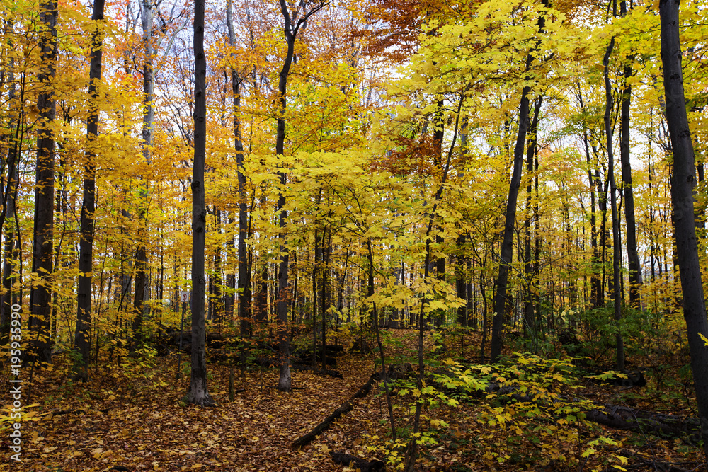Obraz premium birch forest in fall