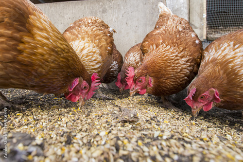 hens wide-angle view