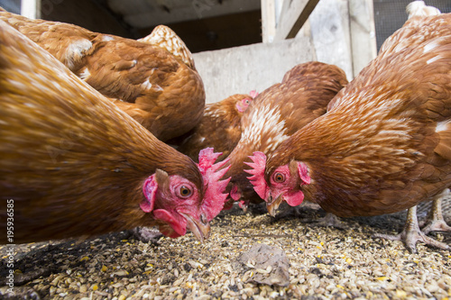 hens wide-angle view