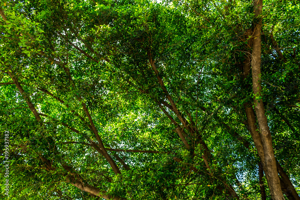 Fototapeta premium Background of nature