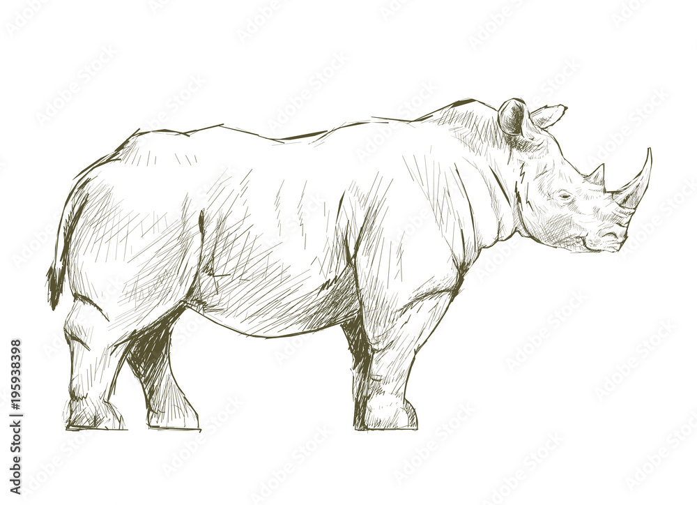 Hand drawn rhino isolated on background