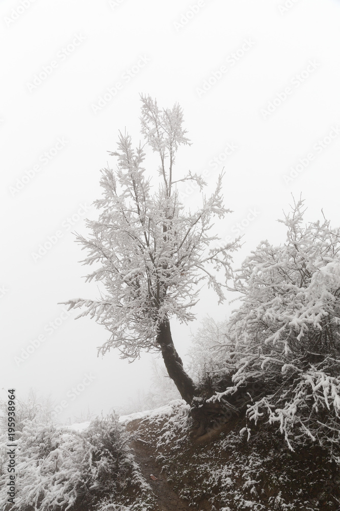 Fototapeta premium Hyrcania in Winter, Mazandaran, Iran