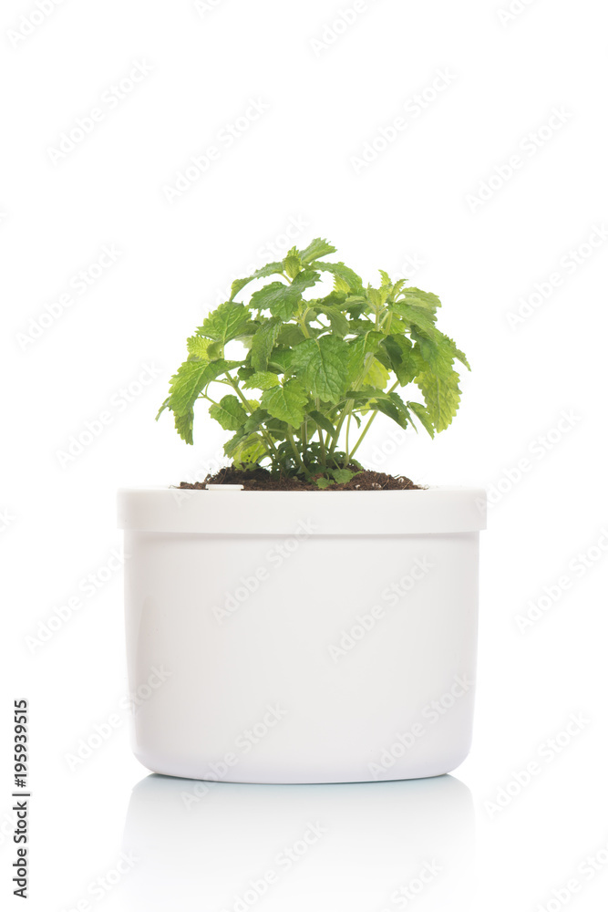 lemon balm in pot lemon balm in pot