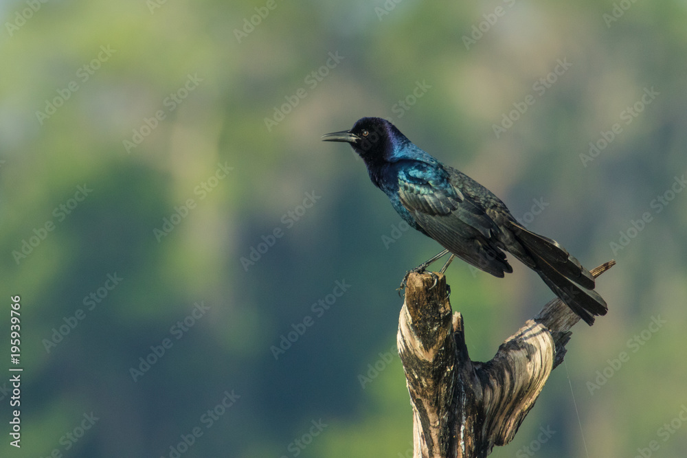 Obraz premium Male boat tailed grackle on the top of a dead tree branch