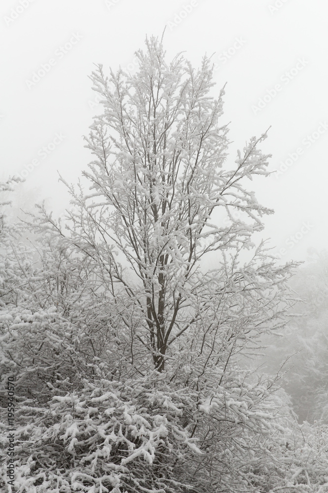 Obraz premium Freezing in Forest, Mazandaran, Iran