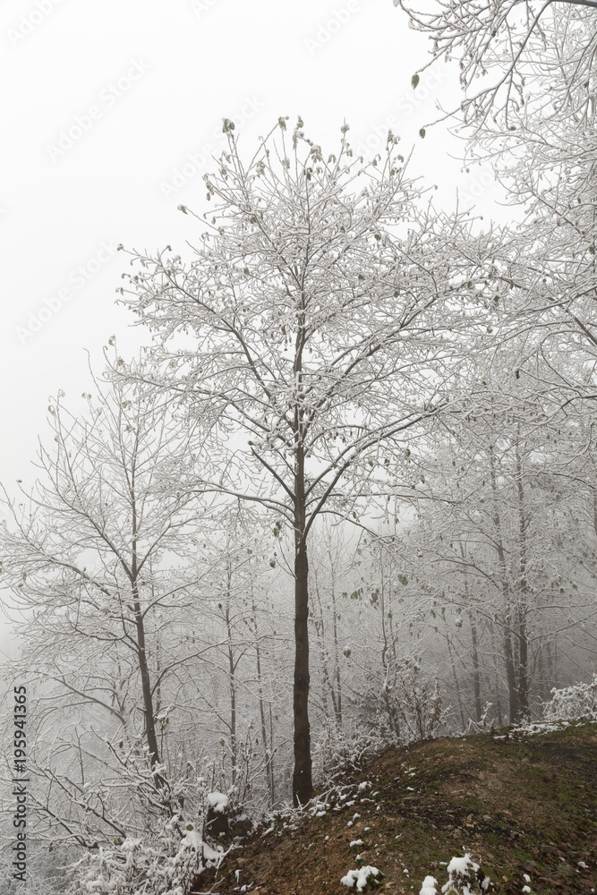 Obraz premium Hyrcania in Winter, Mazandaran, Iran