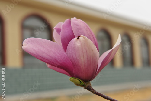 Magnolia flower blooming