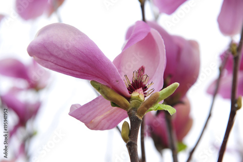 Magnolia flower blooming