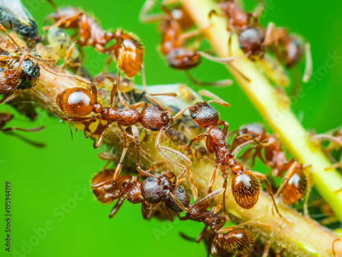 Red Ant and Aphid Colony on Twig © nechaevkon