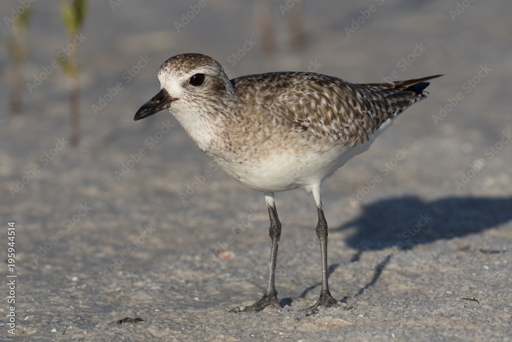 Grey plover running along the lagoon shore Grey plover running along the lagoon shore