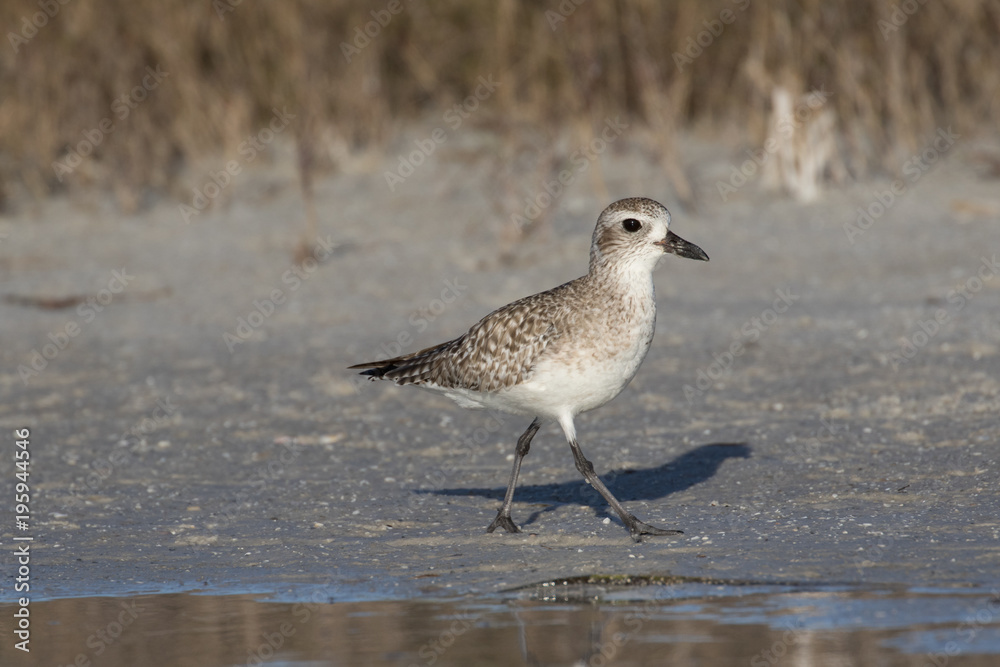 Grey plover running along the lagoon shore Grey plover running along the lagoon shore