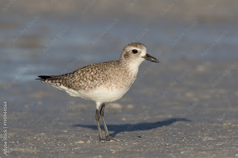 Grey plover running along the lagoon shore Grey plover running along the lagoon shore