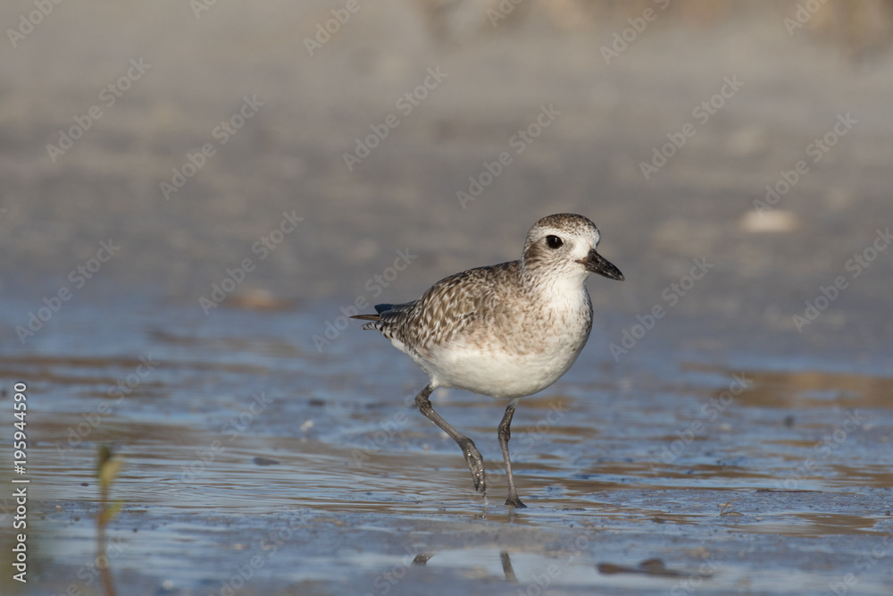 Grey plover running along the lagoon shore Grey plover running along the lagoon shore