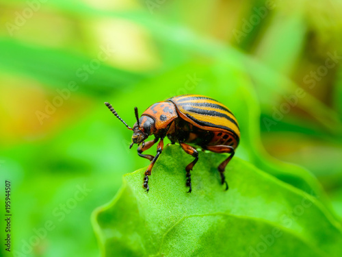 Colorado Potato Beetle Pest Insect on Potato Foliage Nature Close-up