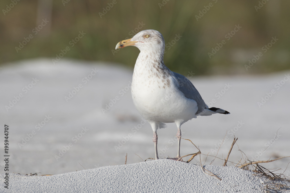 Herring gull posing on the white sandy beach Herring gull posing on the white sandy beach