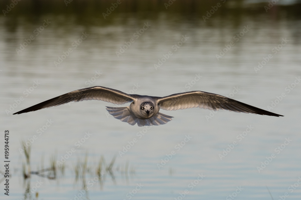 Obraz premium Herring gull in flight