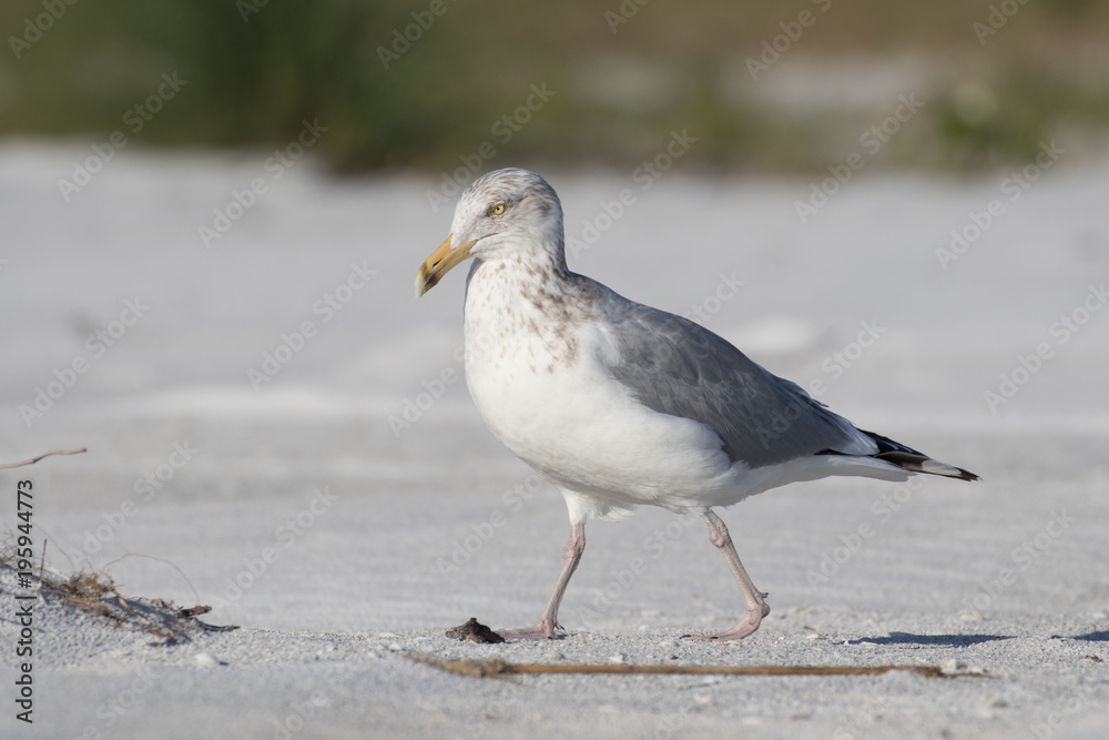 Herring gull posing on the white sandy beach Herring gull posing on the white sandy beach