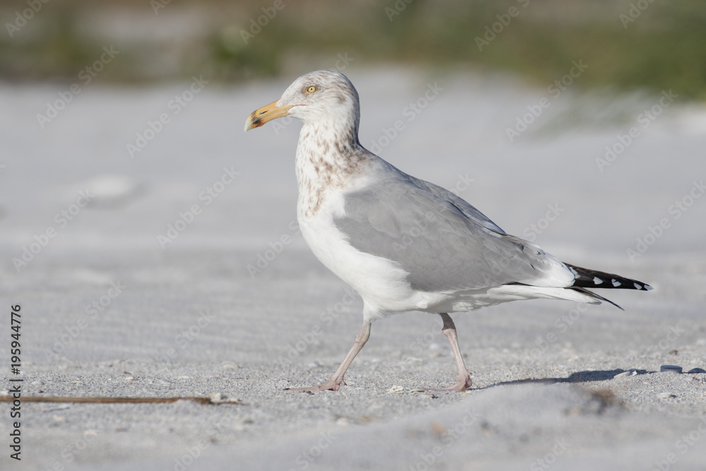 Herring gull posing on the white sandy beach Herring gull posing on the white sandy beach