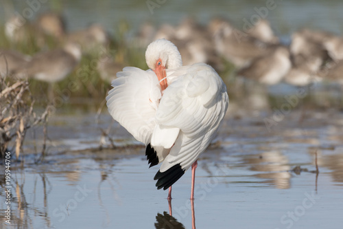 Preening white ibis
