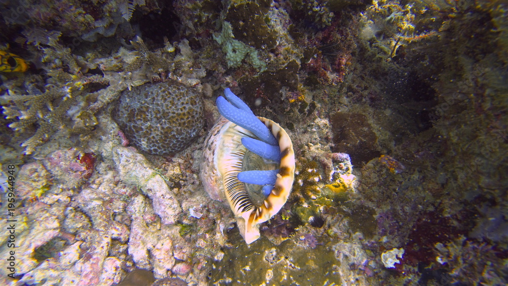 triton seashell eating a blue sea star, Raja Ampat, West Papua, Indonesia triton seashell eating a blue sea star, Raja Ampat, West Papua, Indonesia