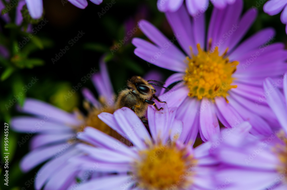 Bee on the purple diasy Bee on the purple diasy