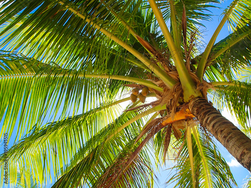 Closeup coconut tree