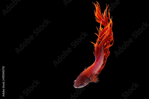 Betta fish, siamese fighting fish, betta splendens isolated on black background