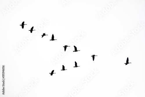 Flock of Canada Geese Following the Leader