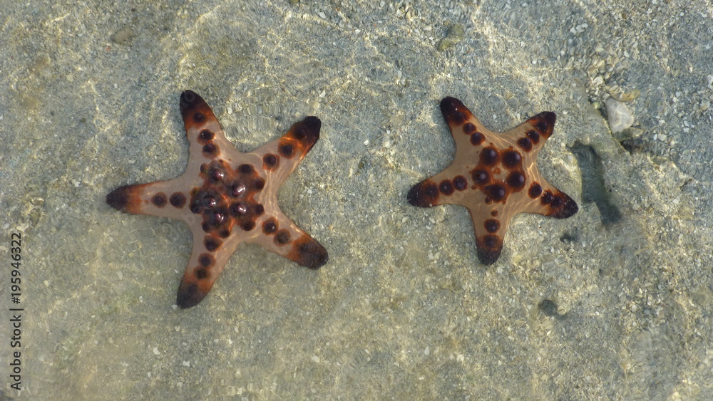 Colorful starfish at Bagunbanua Island, Philippines