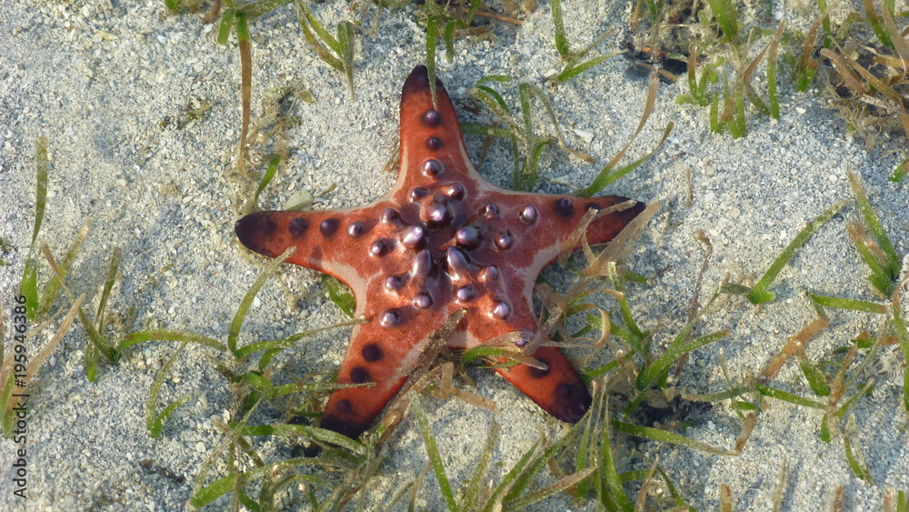 Colorful starfish at Bagunbanua Island, Philippines