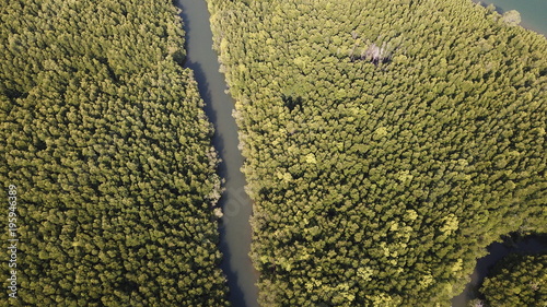 Mangrove forest aerial view